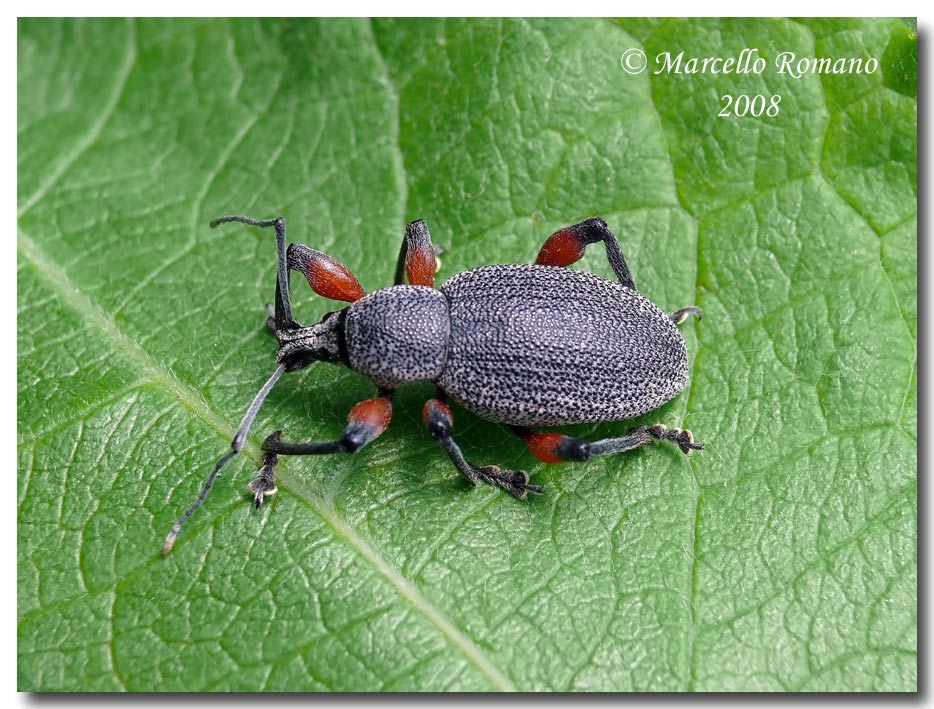 Insetti dalla Croazia:16.Otiorhynchus cardiniger (Curcul.)